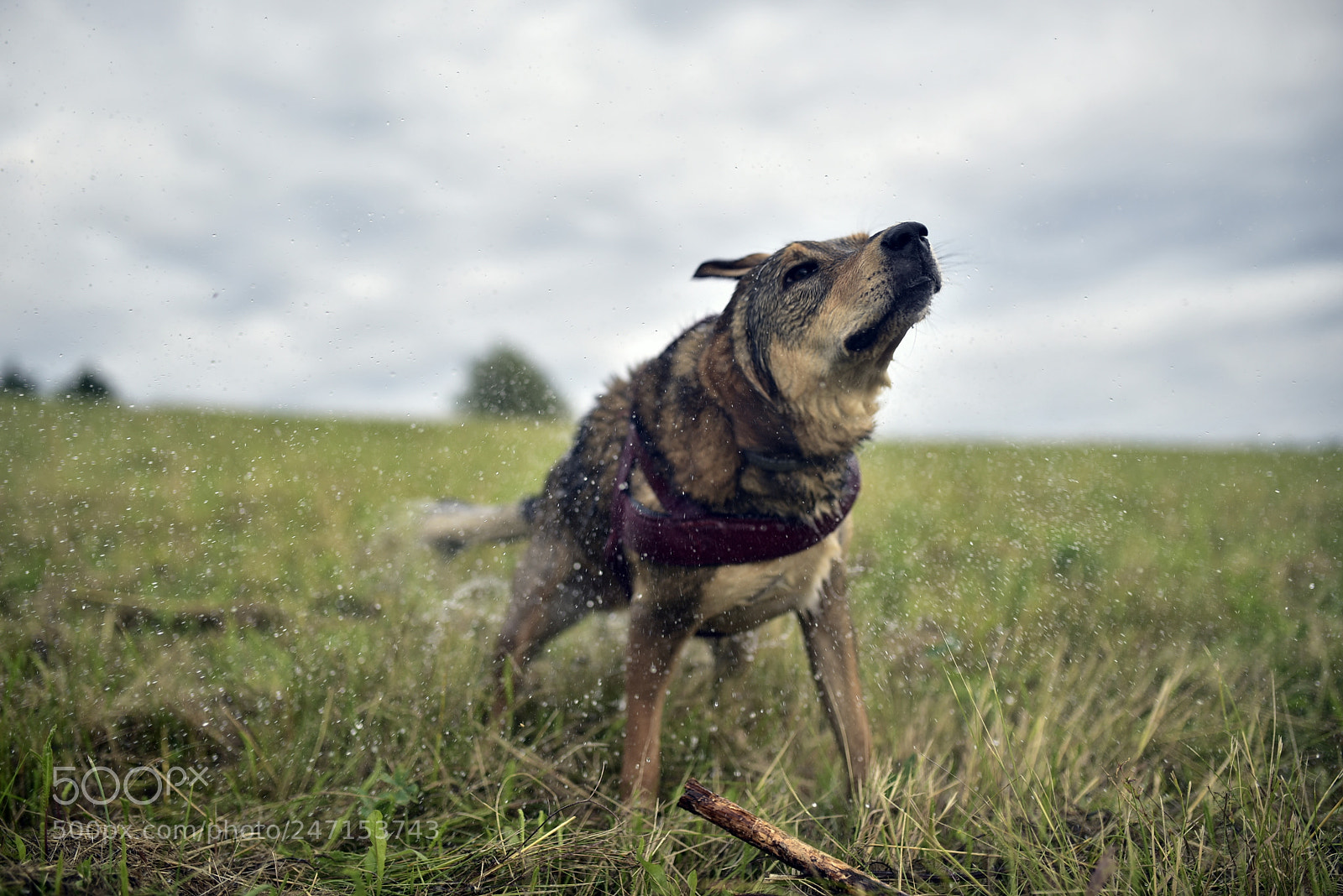 Nikon D750 + Sigma 35mm F1.4 DG HSM Art sample photo. Dsc photography