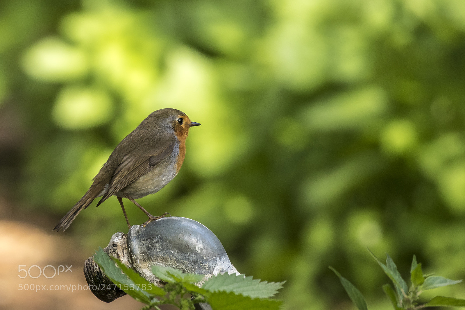 Canon EOS 7D Mark II sample photo. In green photography