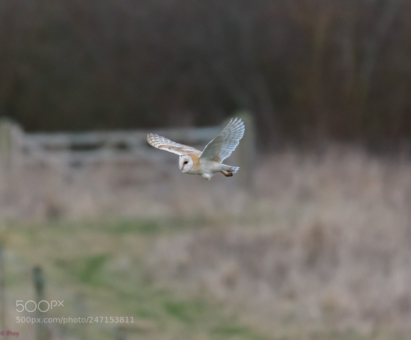 Canon EOS 7D Mark II sample photo. Barney the barn owl photography