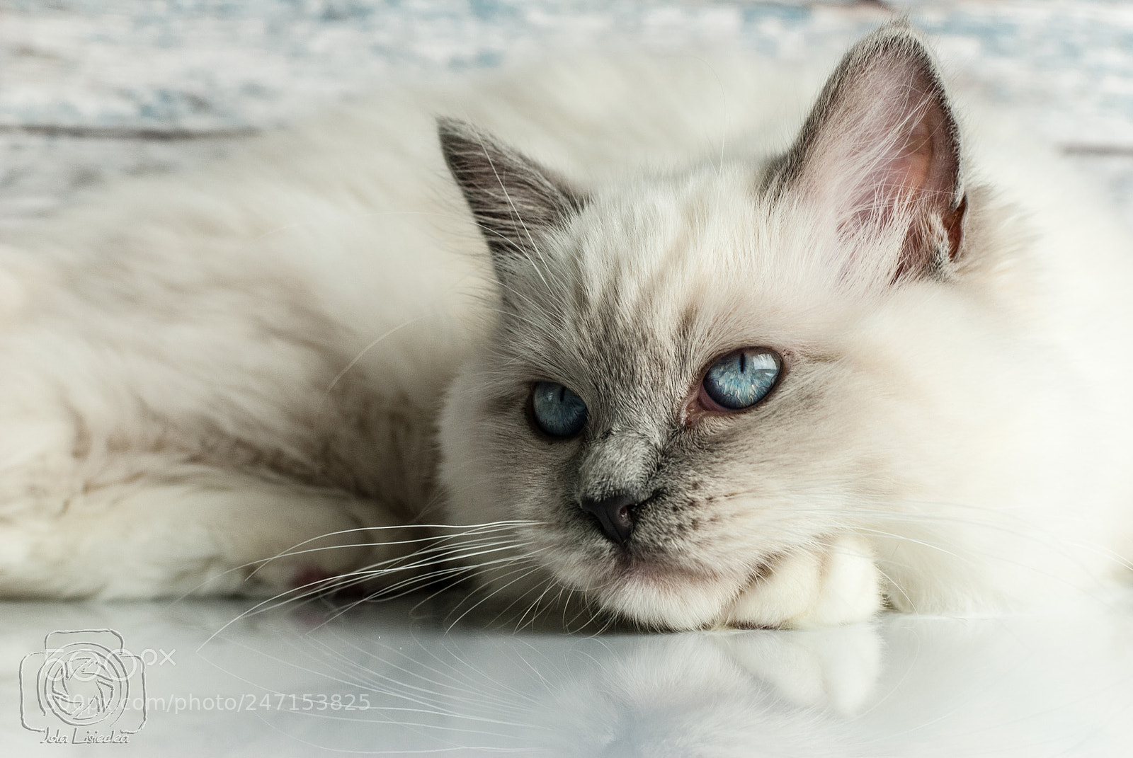 Nikon D80 sample photo. Ragdoll photography