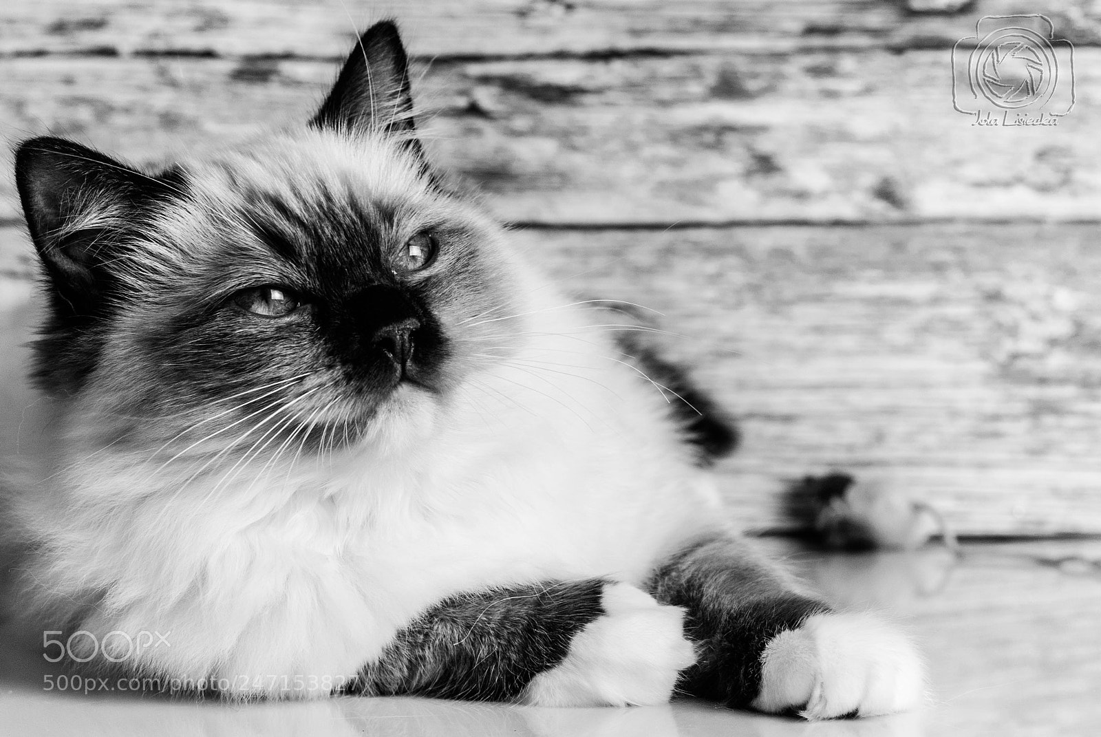 Nikon D80 sample photo. Ragdoll photography