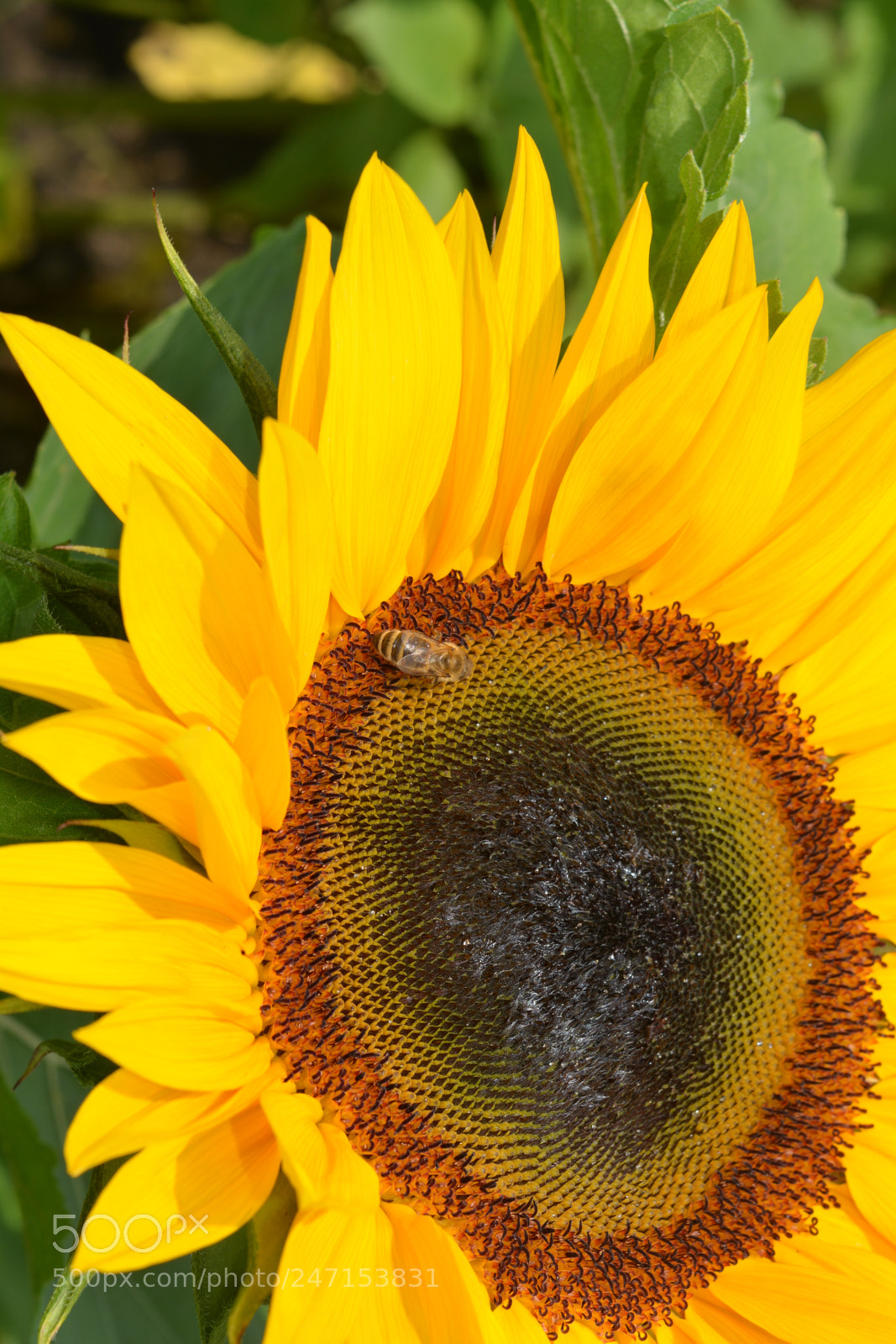 Nikon D5200 sample photo. Biene auf sonnenblume photography