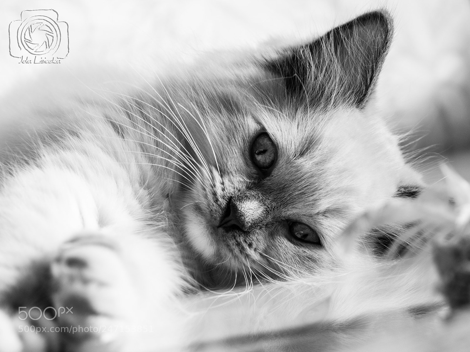 Nikon D80 sample photo. Ragdoll photography