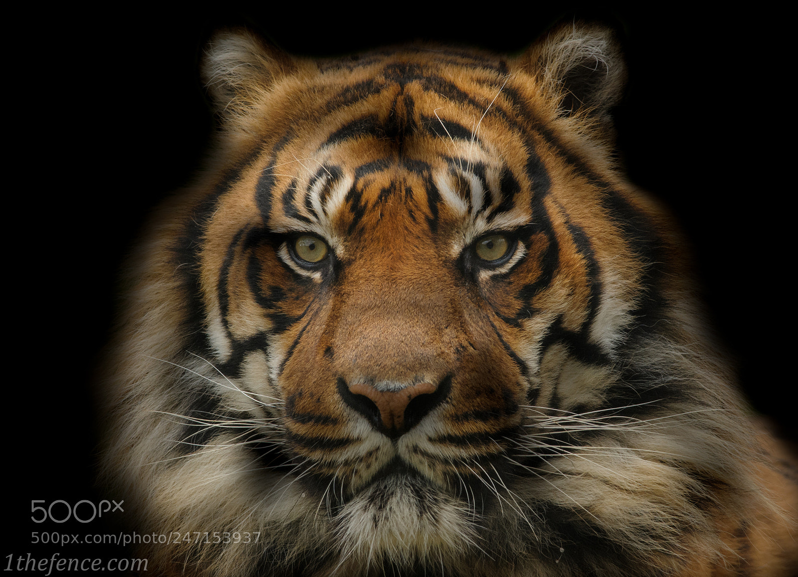 Nikon D300 sample photo. Tigress photography