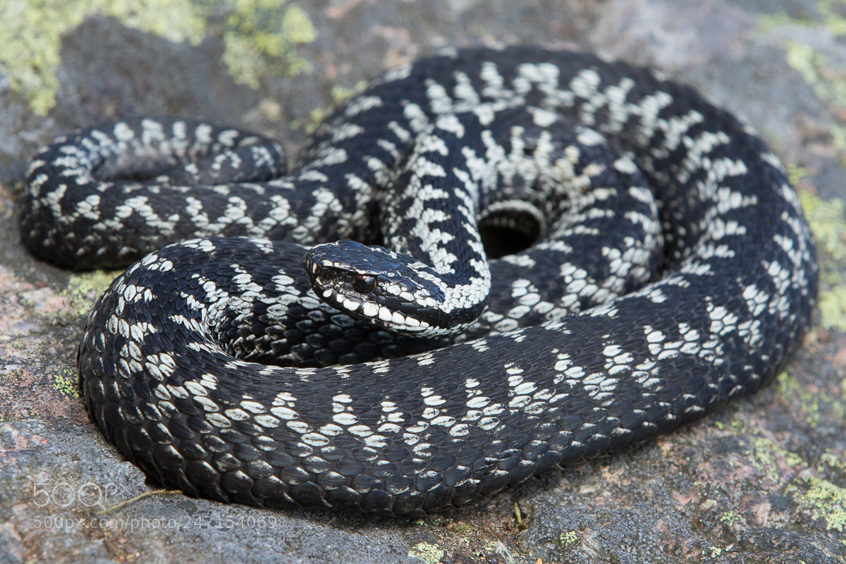 Canon EOS 7D Mark II sample photo. Mr adder photography