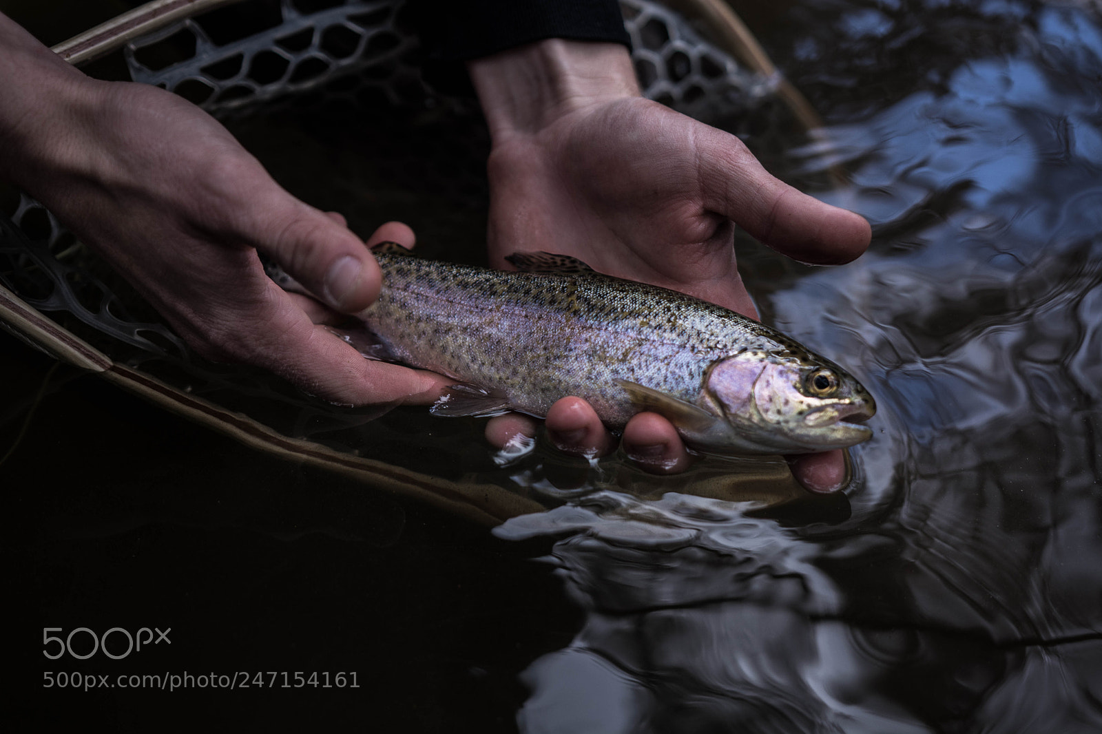 Nikon D5200 sample photo. Trout photography