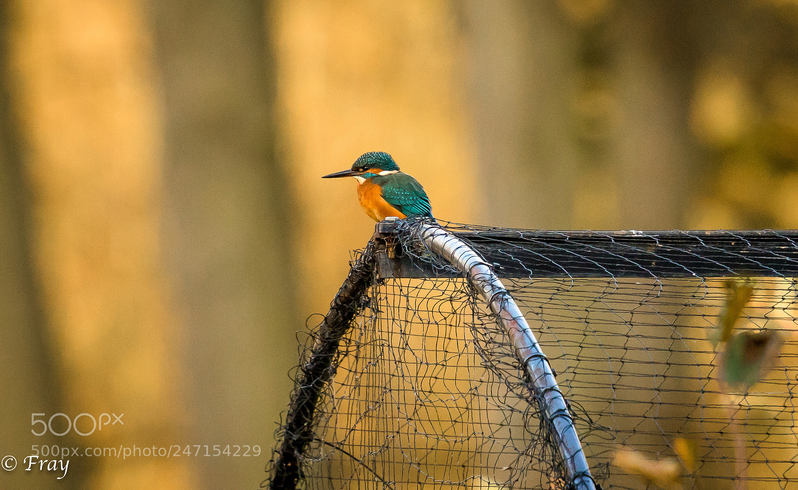 Canon EOS 7D Mark II sample photo. Bird on a wire photography