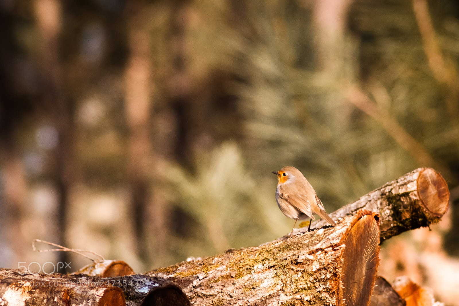 Canon EOS 500D (EOS Rebel T1i / EOS Kiss X3) sample photo. Robin on a tree photography