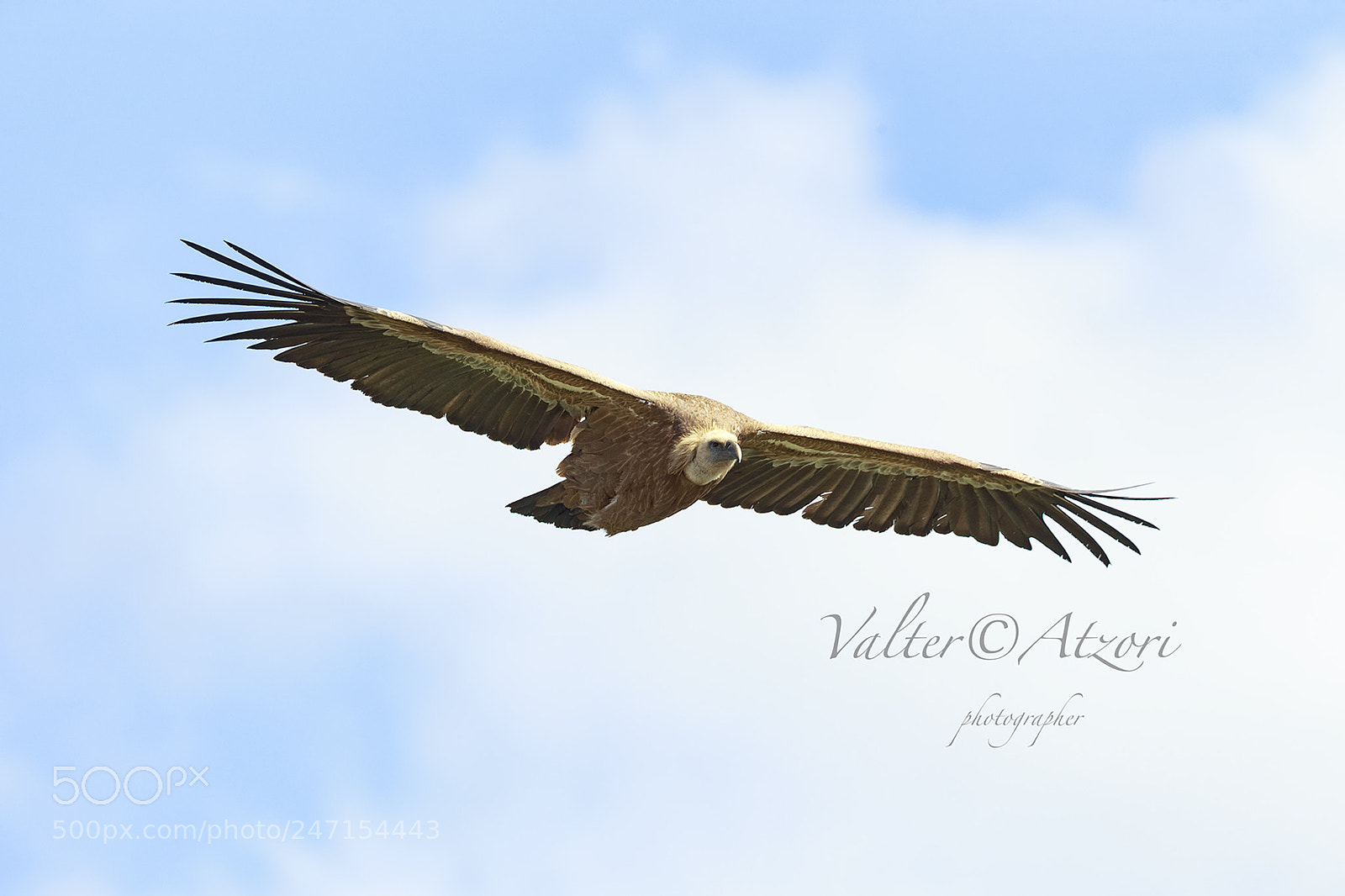 Canon EOS-1D X sample photo. Grifone in volo photography