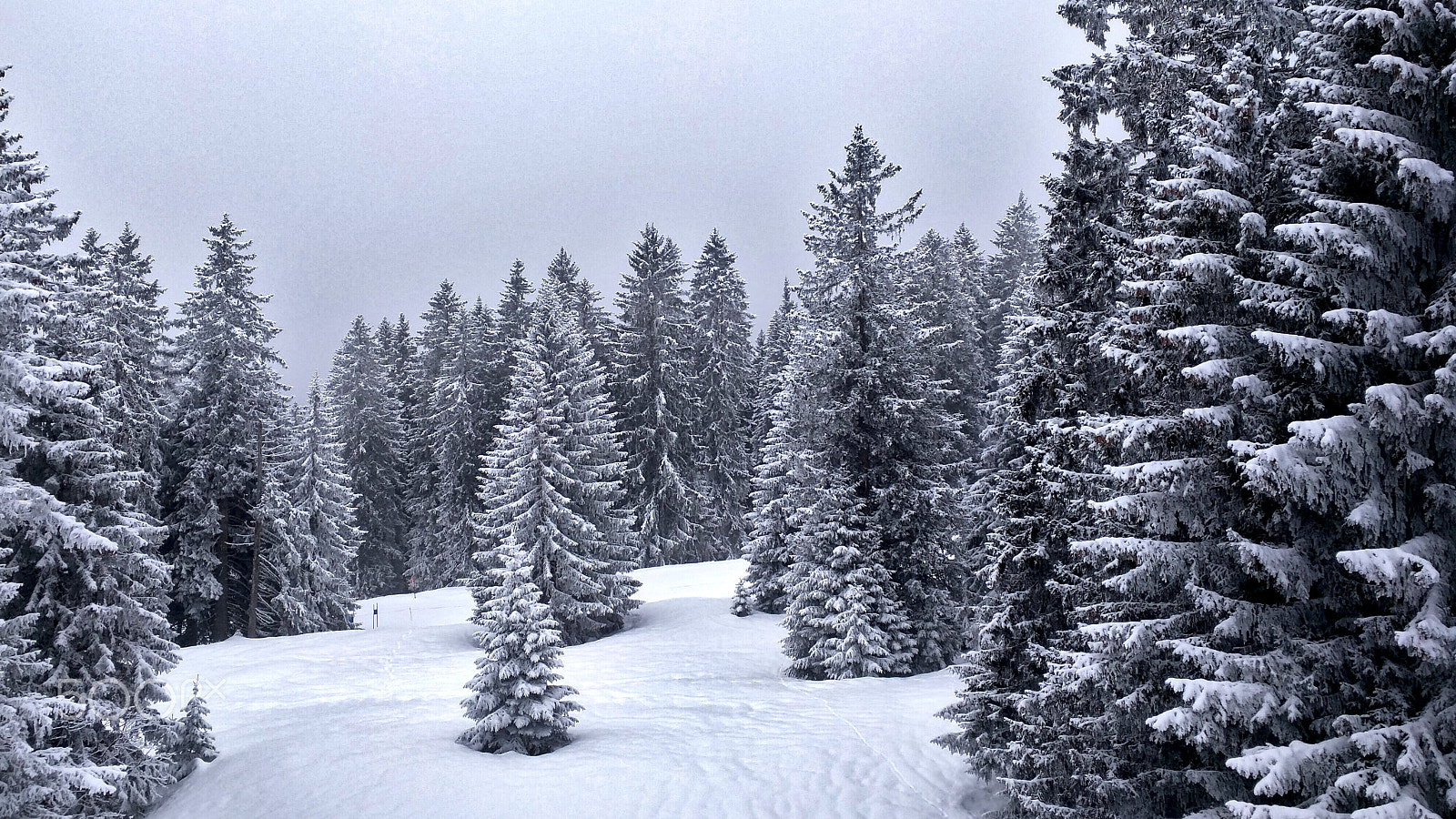 Motorola Nexus 6 sample photo. Enchanted winter forest photography