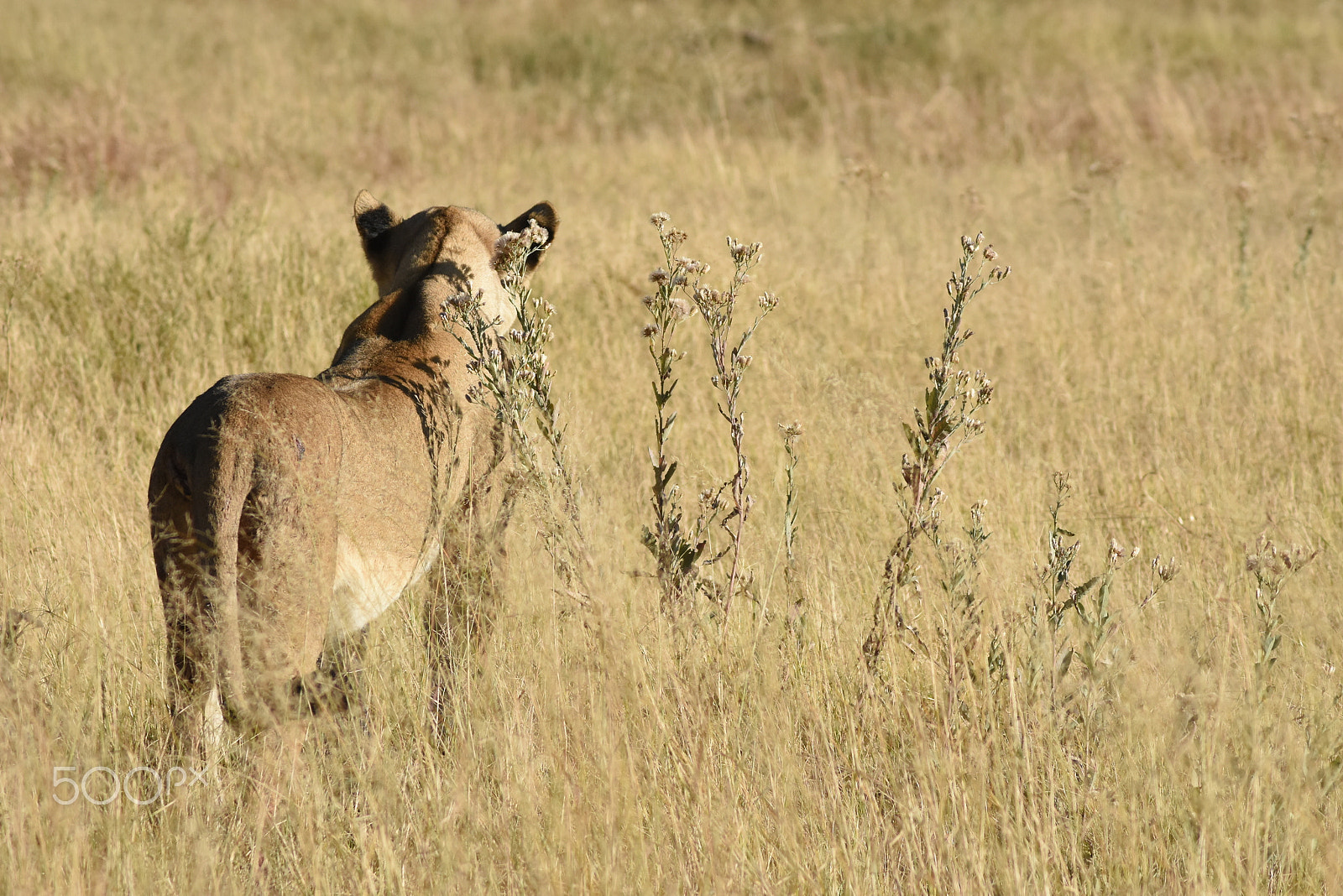 AF Zoom-Nikkor 70-300mm f/4-5.6D ED sample photo. Lioness photography