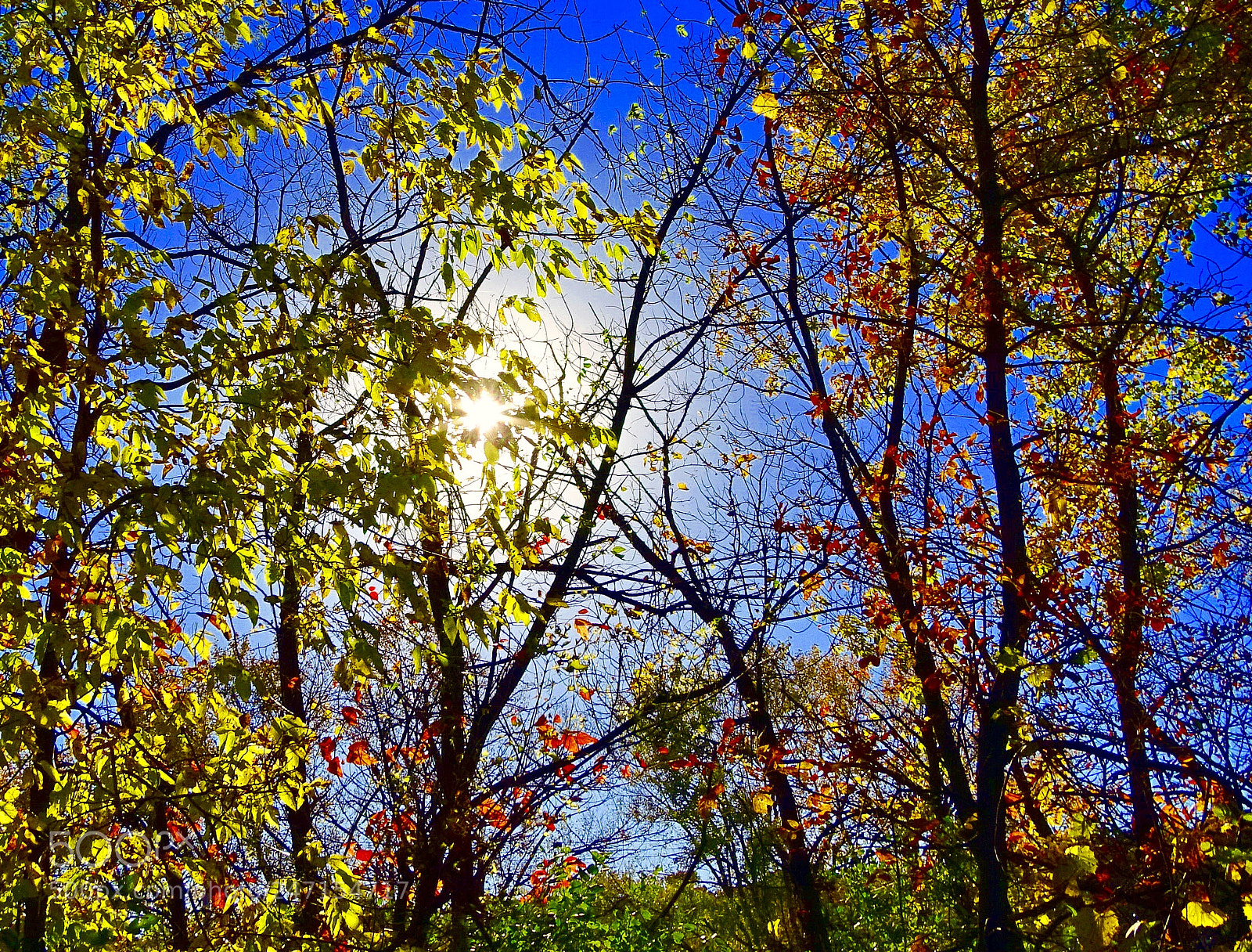 Sony Cyber-shot DSC-HX400V sample photo. Colorful photography