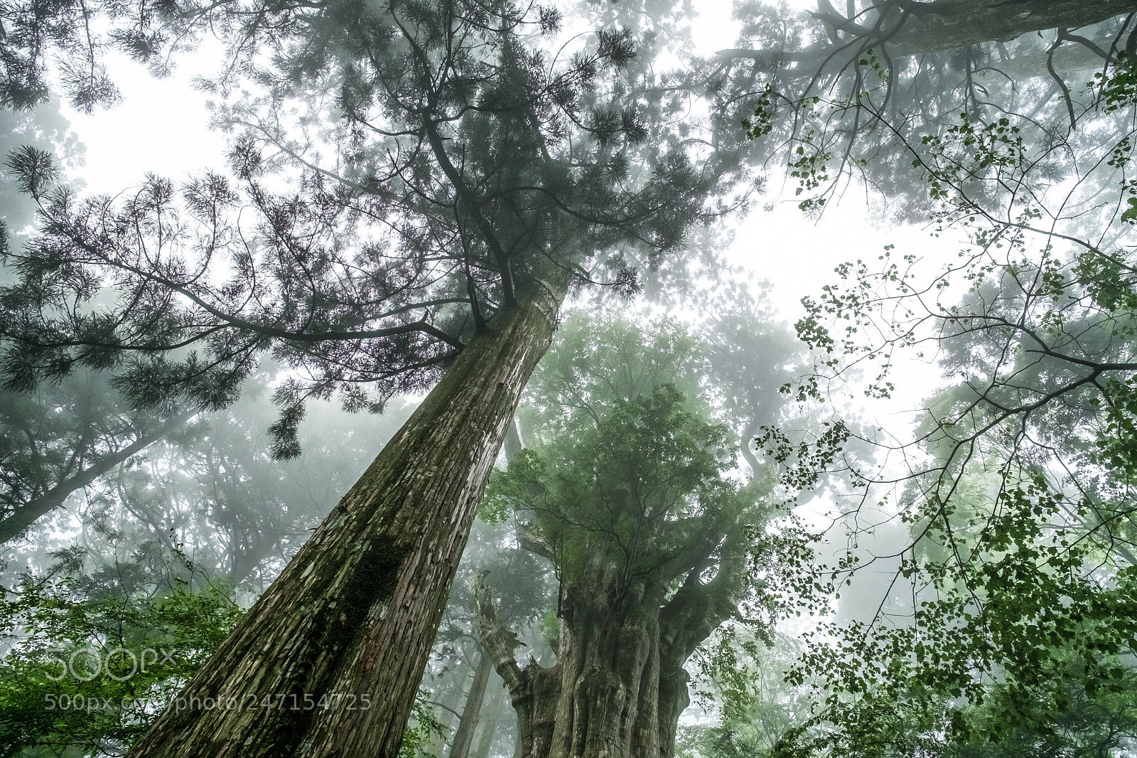 Fujifilm X-Pro1 sample photo. Mysterious forest (redux) vii photography