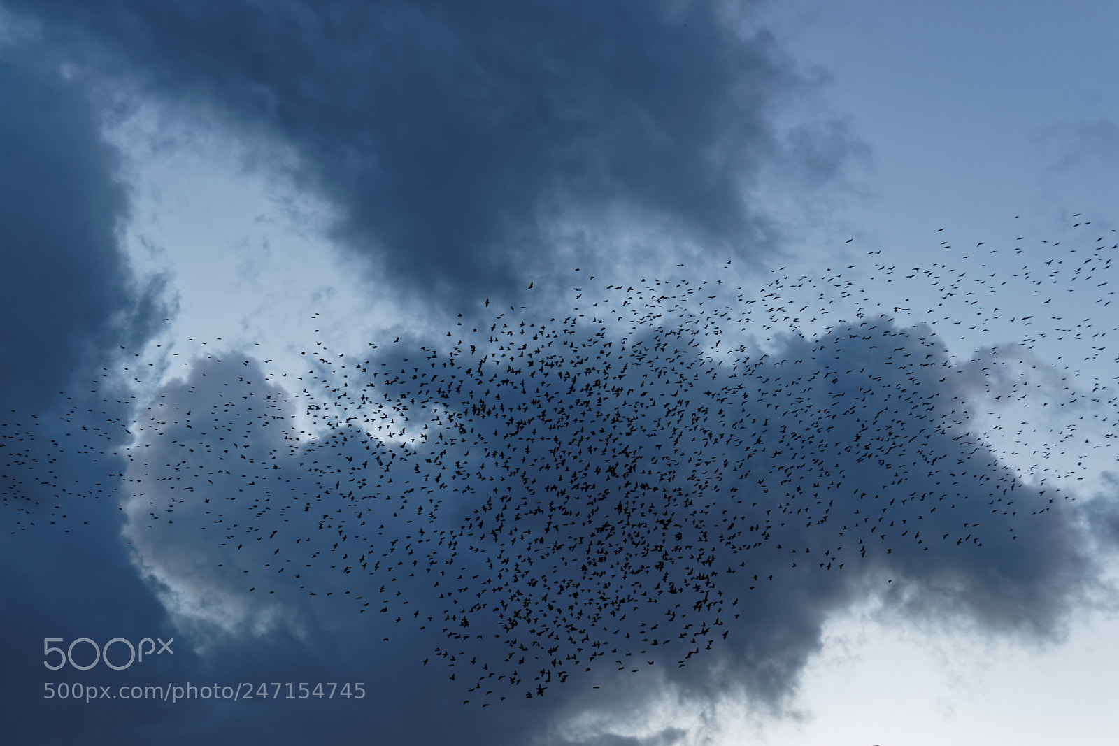 Sony Alpha DSLR-A900 sample photo. Merging flocks photography