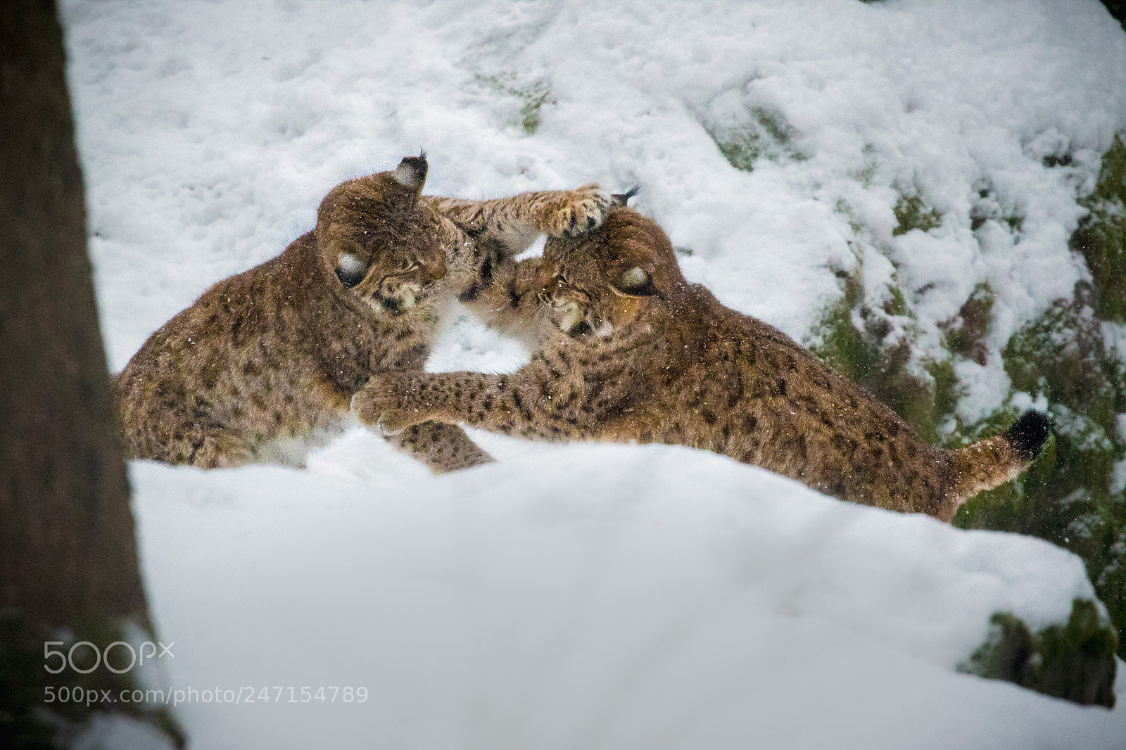 Canon EOS 7D Mark II sample photo. Young cats playing photography