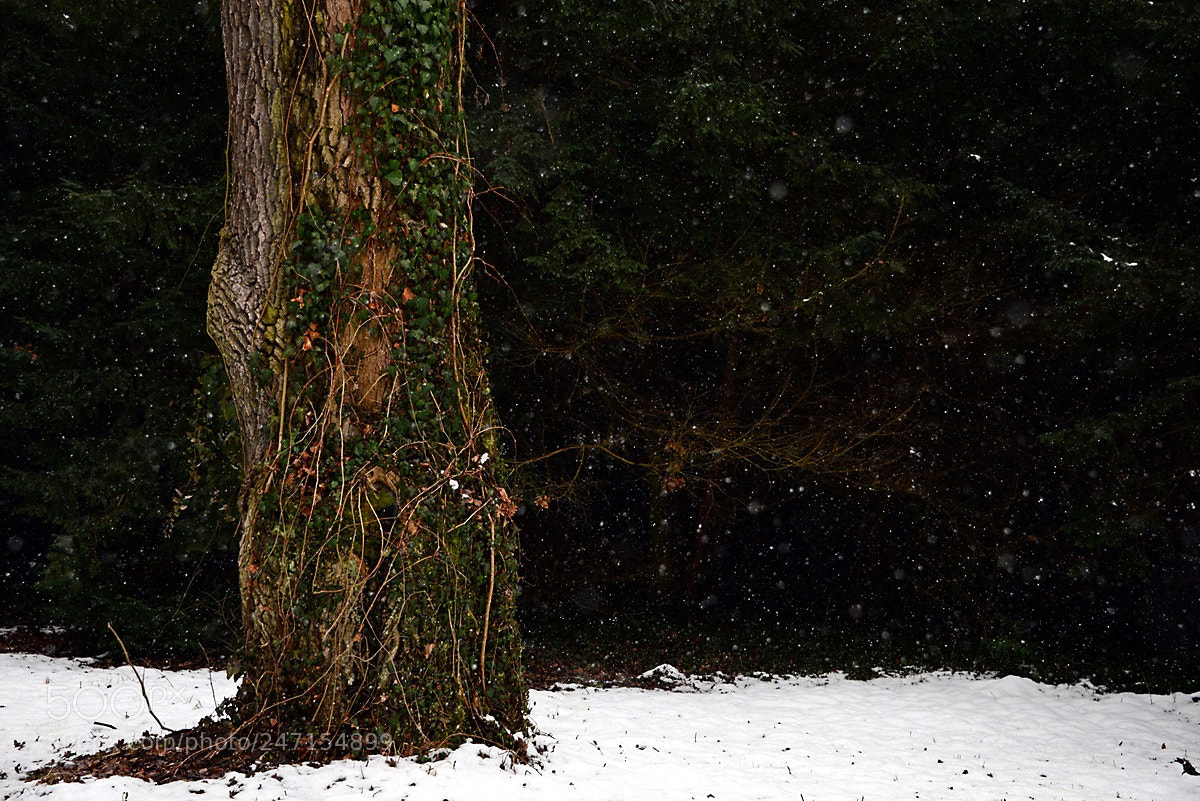 Nikon D610 sample photo. Old tree in the photography