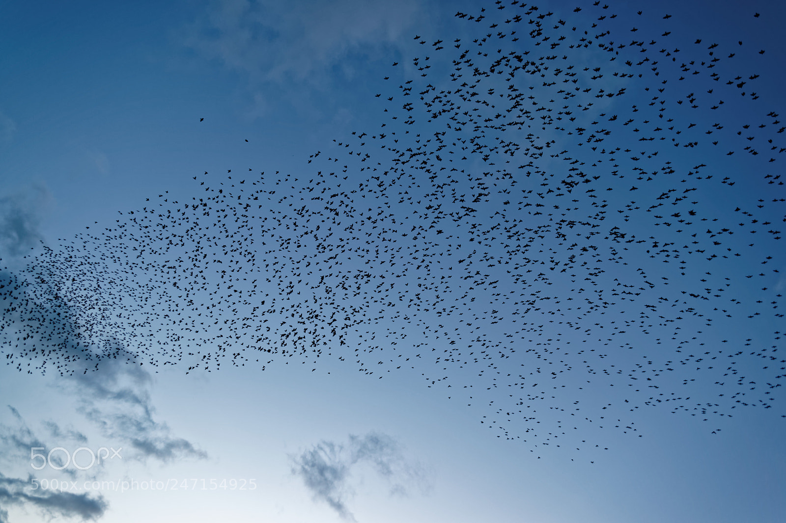 Sony Alpha DSLR-A900 sample photo. Murmuration vi: liquid birds photography