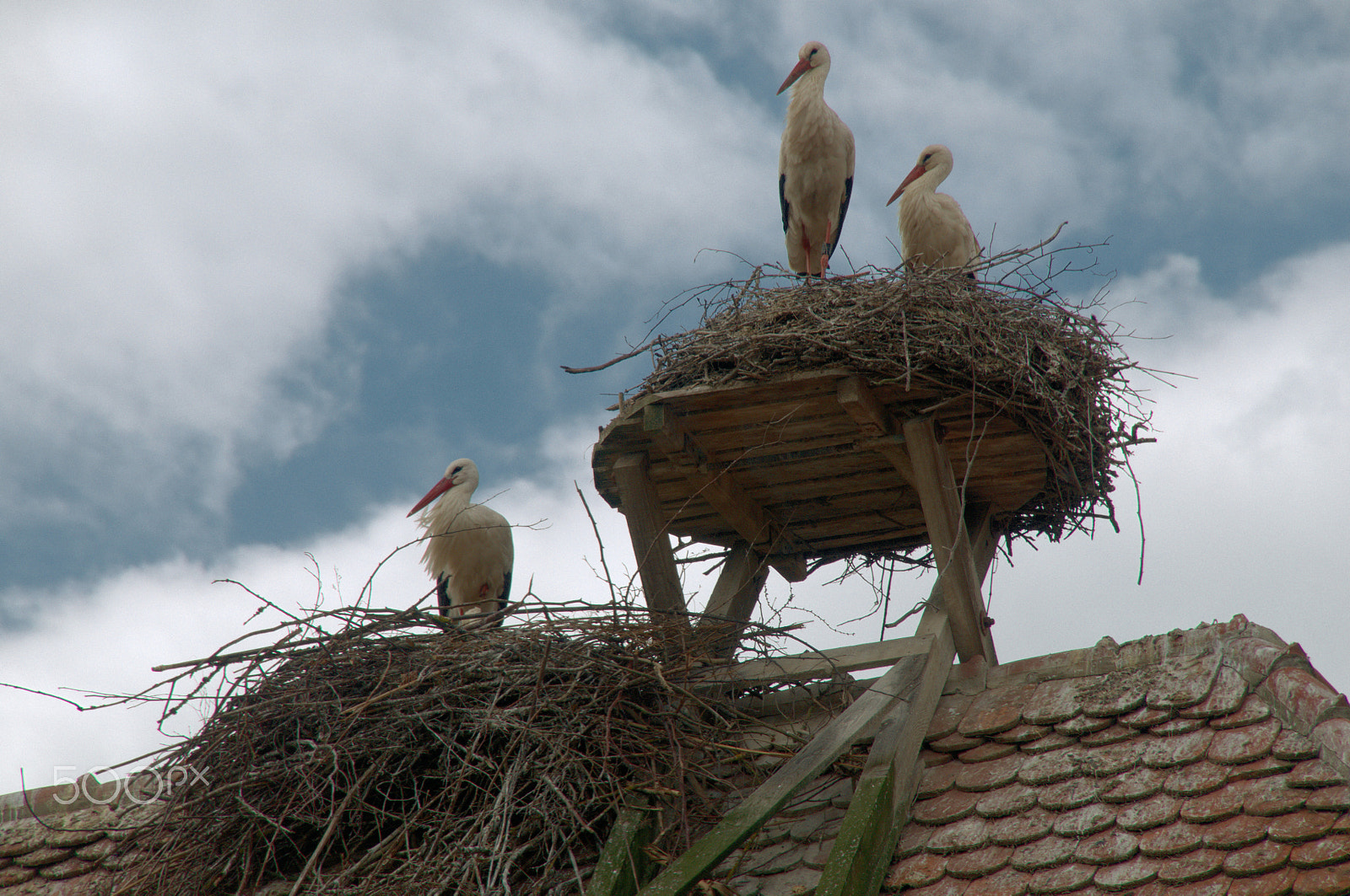 Nikon D300 sample photo. Ciconia, ciconia, ciconia photography