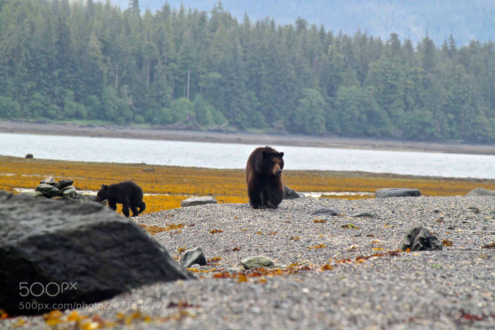 Canon EOS 500D (EOS Rebel T1i / EOS Kiss X3) sample photo. Admiralty island, alaska, usa photography