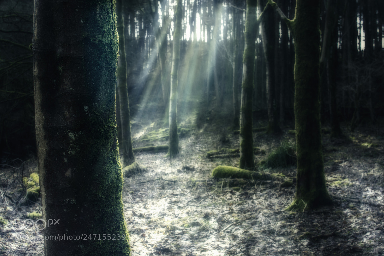Nikon D7100 sample photo. Forest rays photography