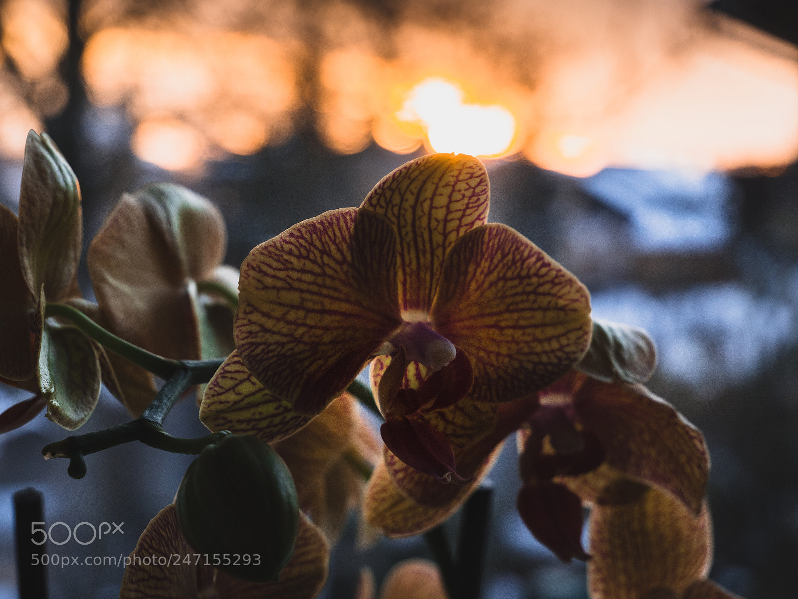 Panasonic Lumix DMC-G85 (Lumix DMC-G80) sample photo. Flower with sunset photography