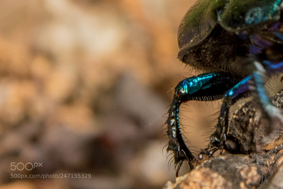 Nikon D500 sample photo. Tiny legs photography