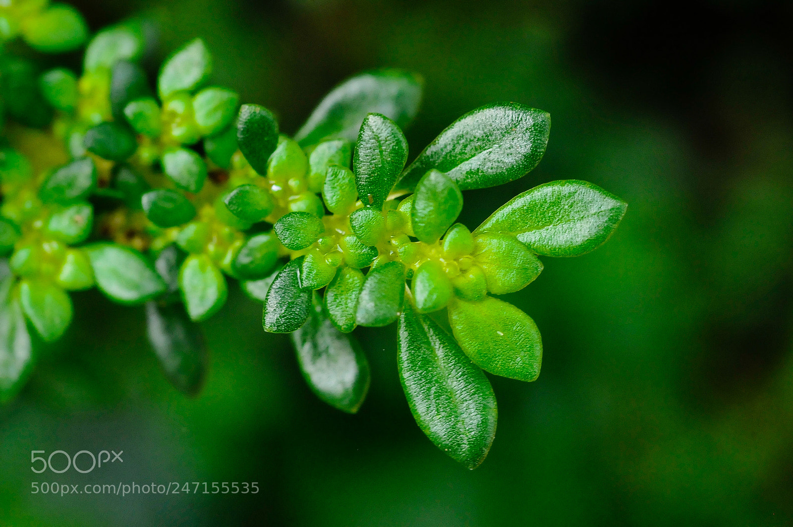 Nikon D300 sample photo. Green leaves photography