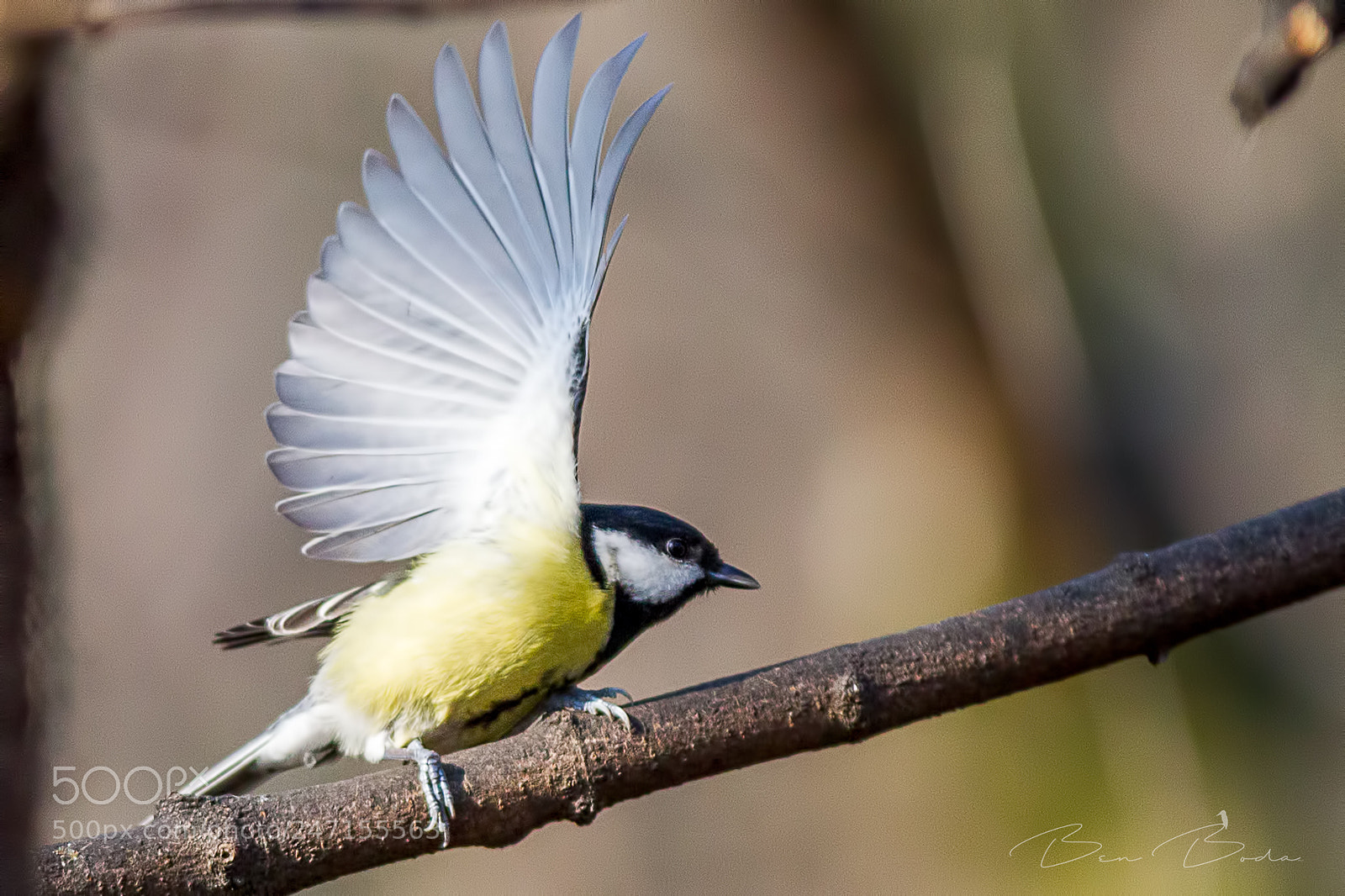 Canon EOS-1D Mark IV sample photo. Waving hi at the photography