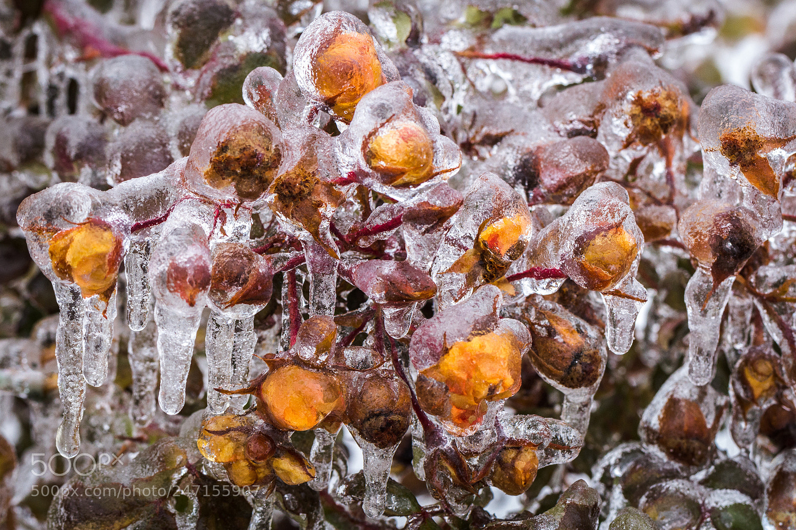 Canon EOS 60D sample photo. Frozen photography