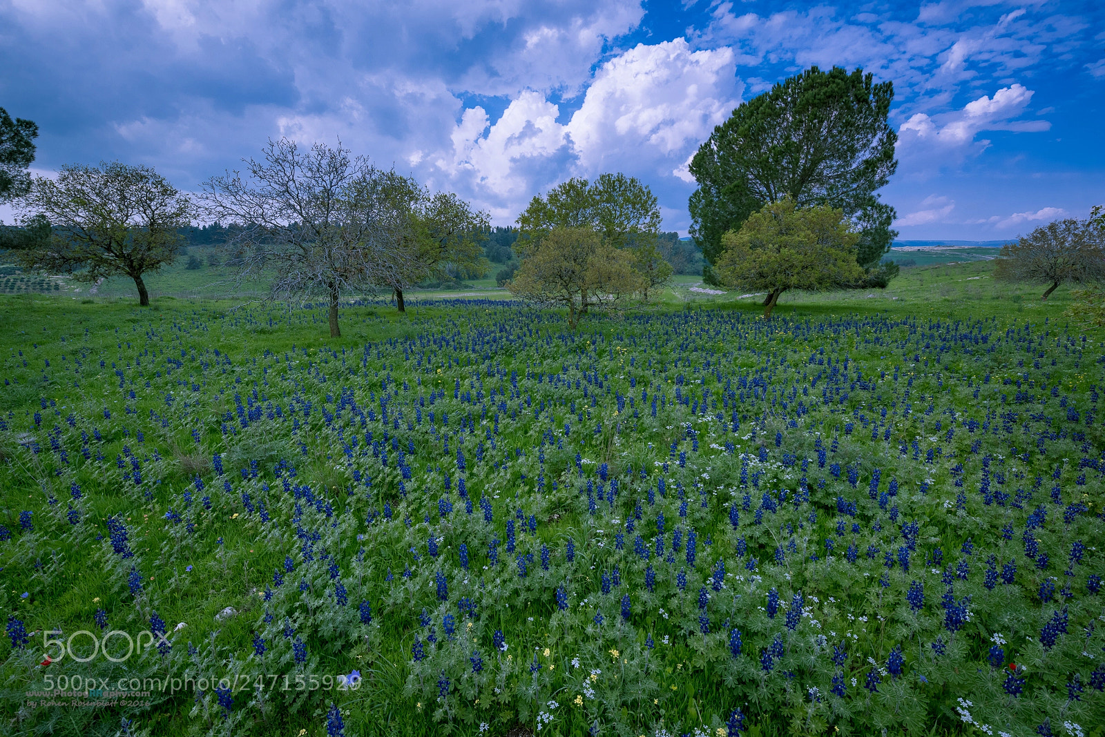 Nikon D810 sample photo. Deep purple photography