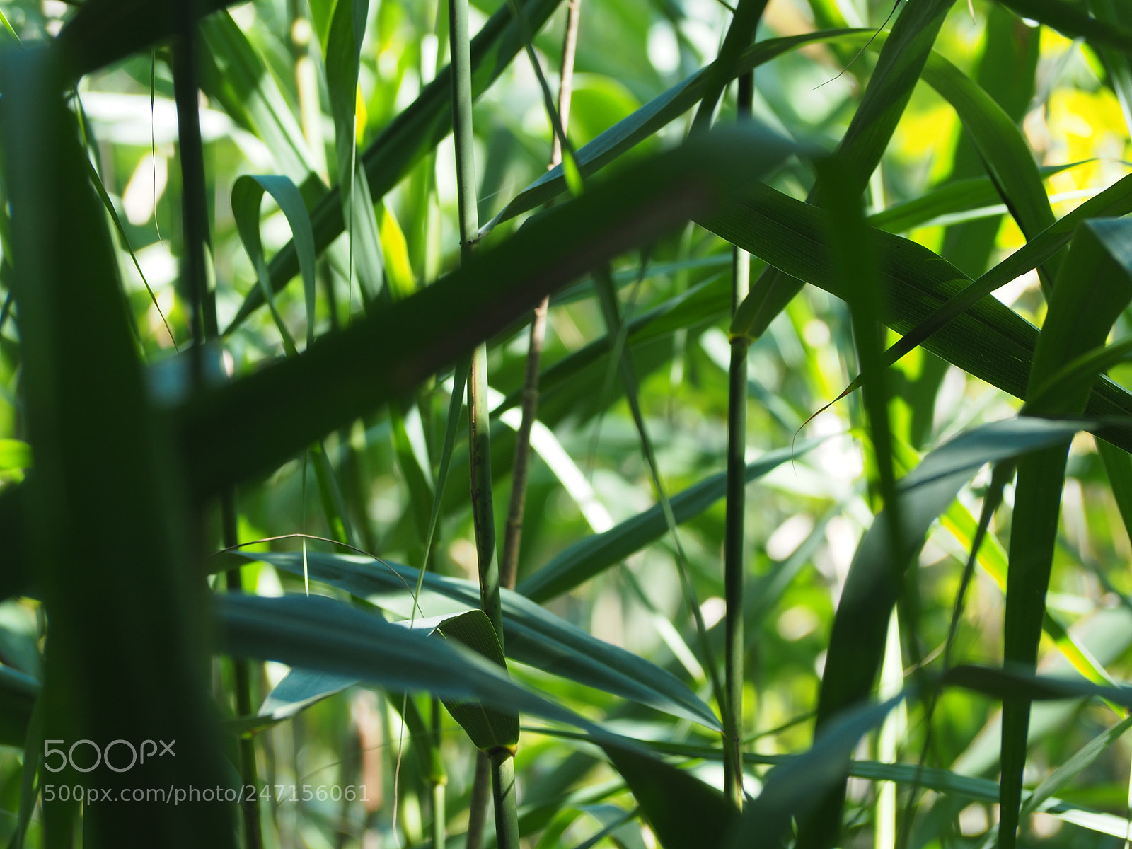Olympus OM-D E-M10 II sample photo. Tall grass photography