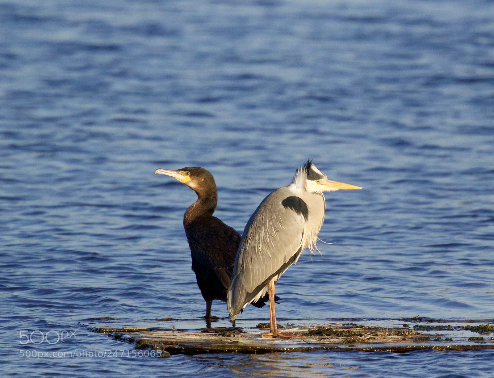 Canon EOS 7D Mark II sample photo. A disagreement photography