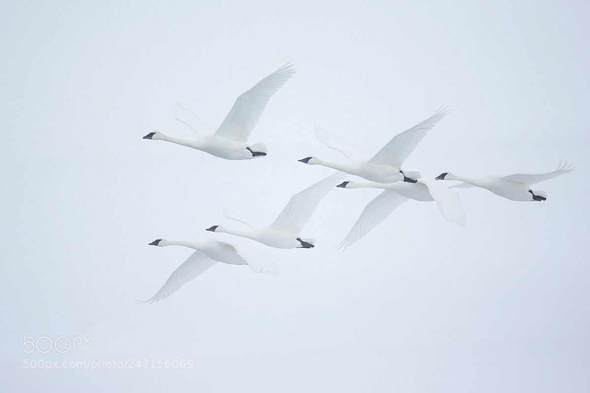 Canon EOS-1D X sample photo. Flock of trumpeter swans photography