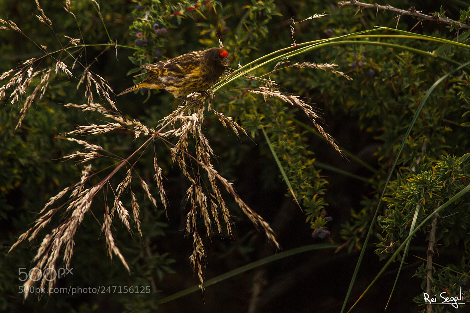 Canon EOS 7D sample photo. Red-fronted serin photography