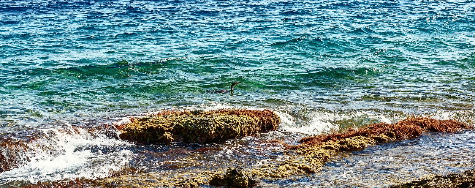 Nikon D810 sample photo. Martinpescatore photography