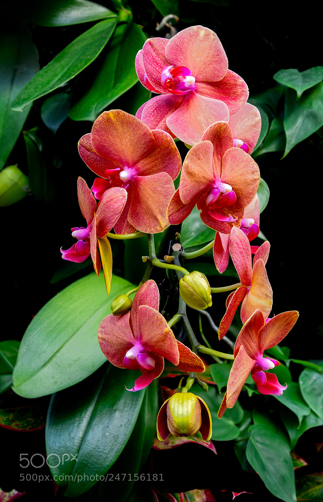 Nikon D850 sample photo. Orchids at atlanta botanical photography