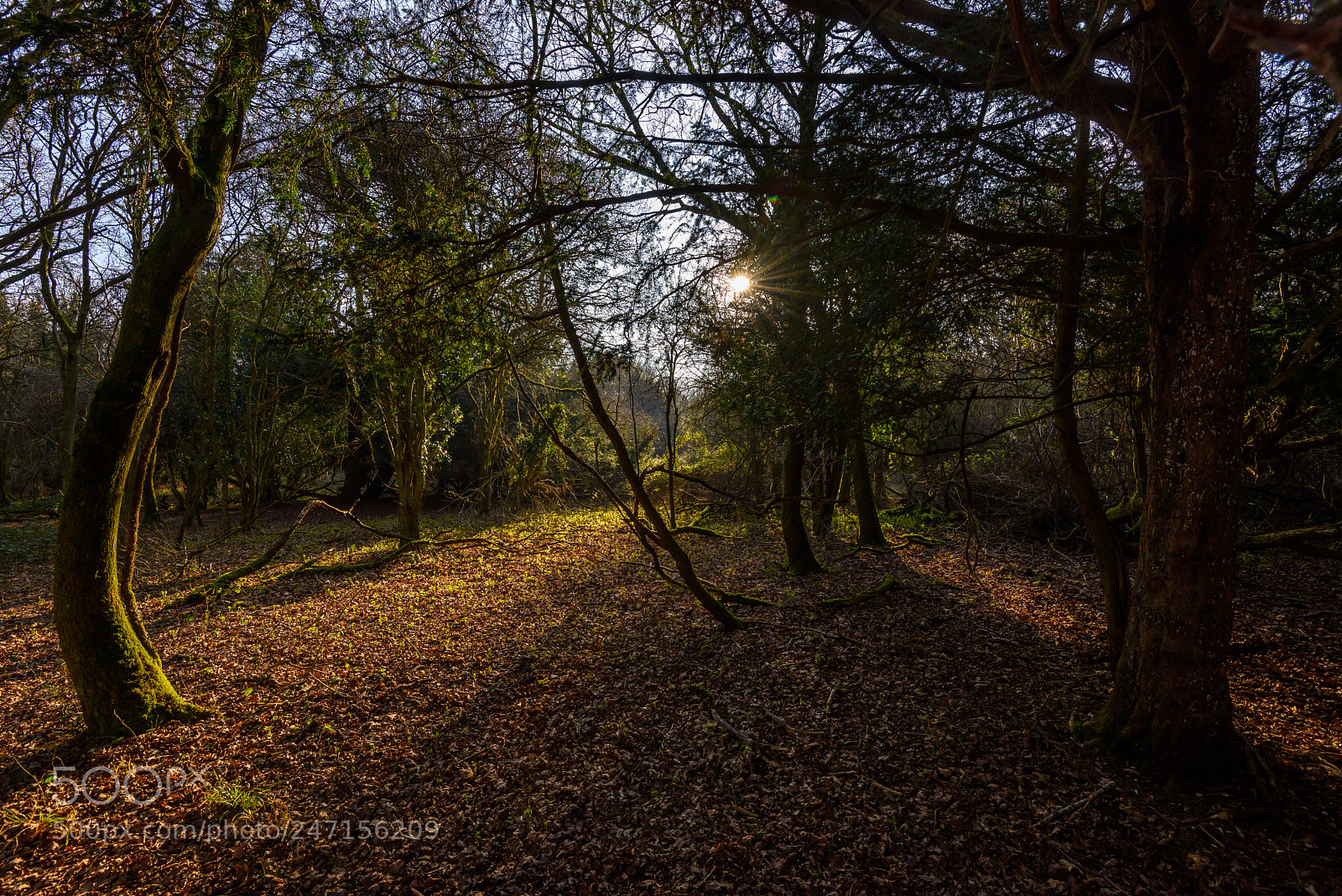 Nikon D810 sample photo. Woodland glade photography