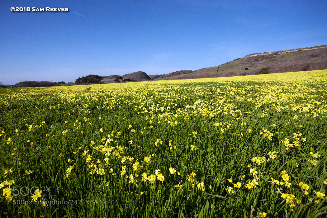 Canon EOS 5D sample photo. Oxalis field photography