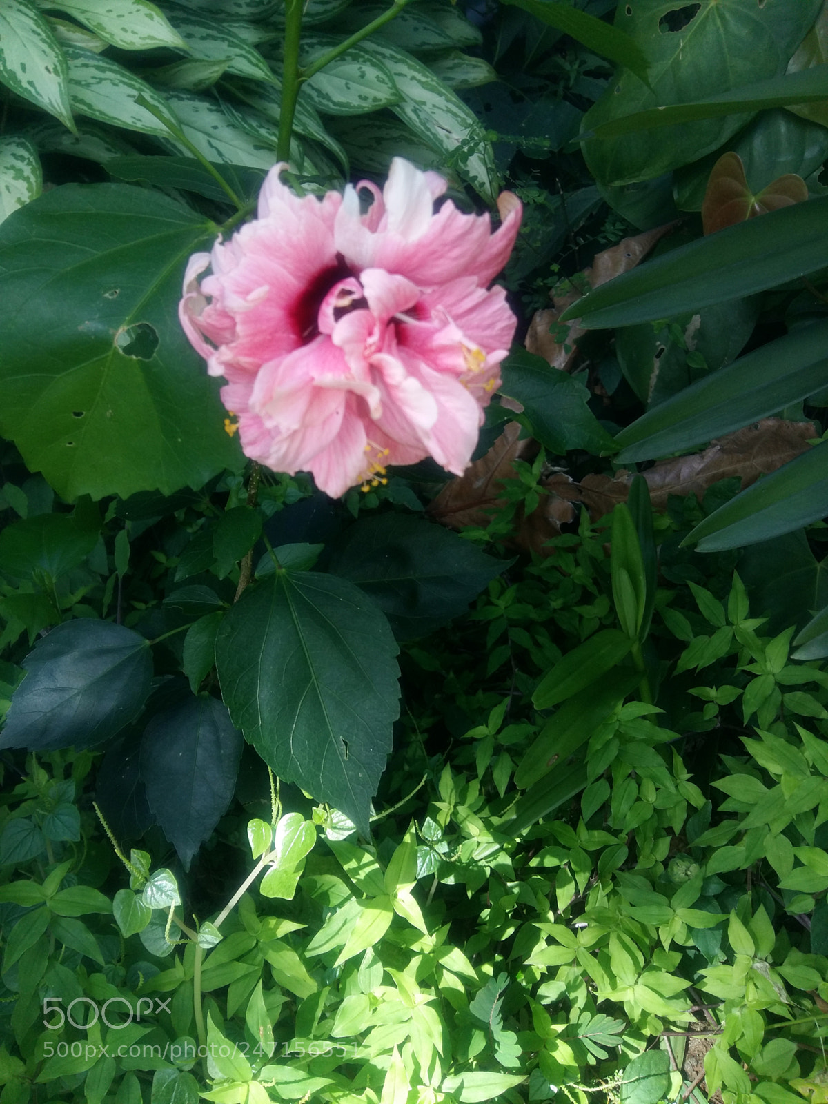Samsung Galaxy A5 sample photo. Untitled photography