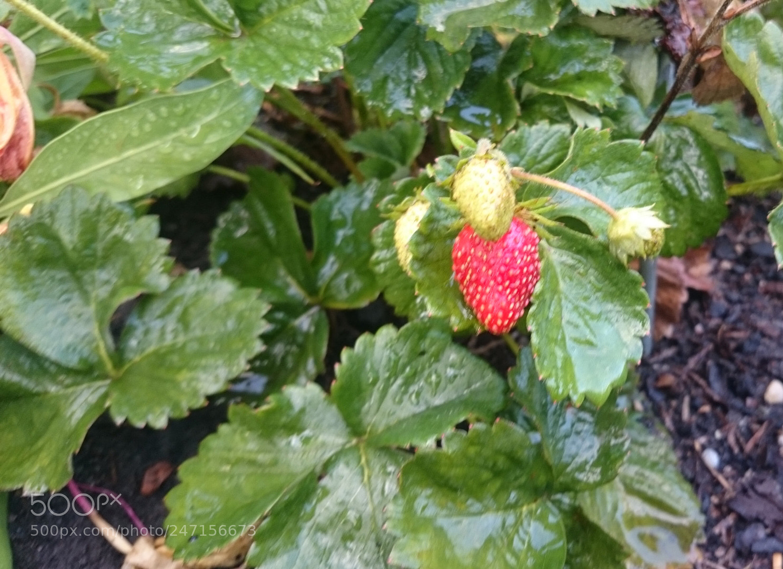 Sony Xperia Z2 sample photo. Lecker erdbeere photography