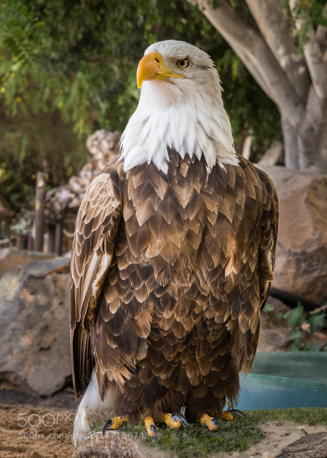 Sony Alpha NEX-7 sample photo. American eagle photography