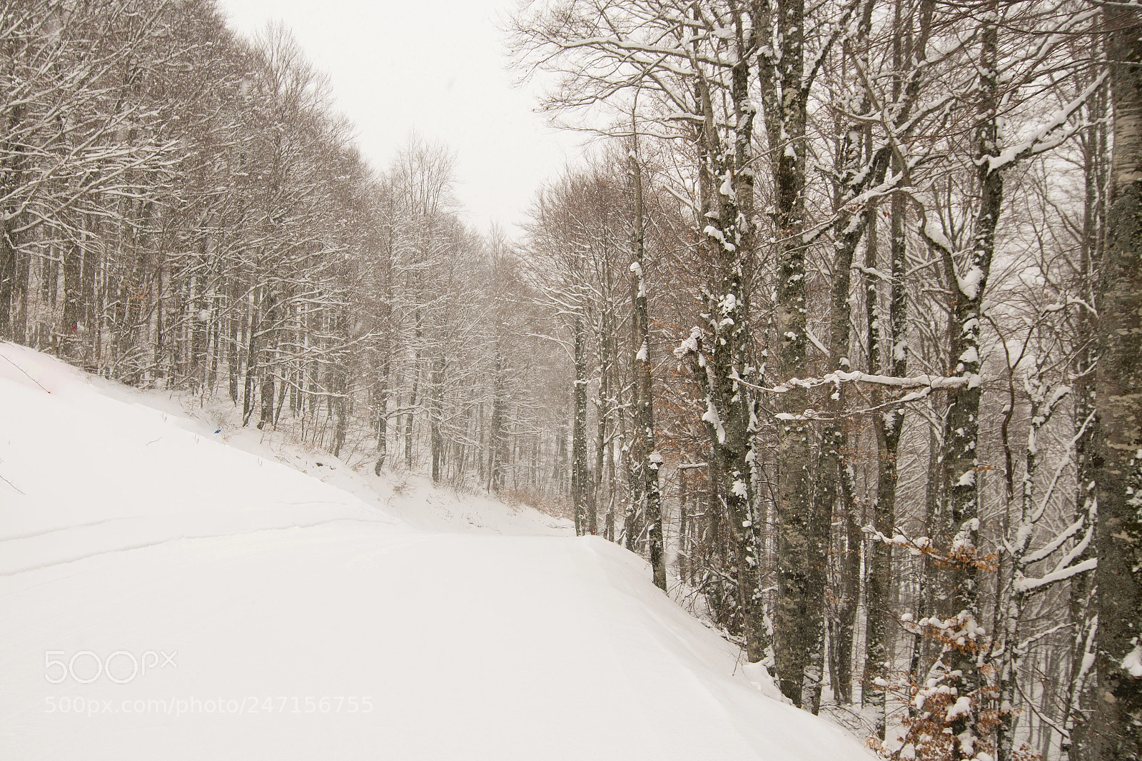 Nikon D7500 sample photo. Nel bosco con la photography