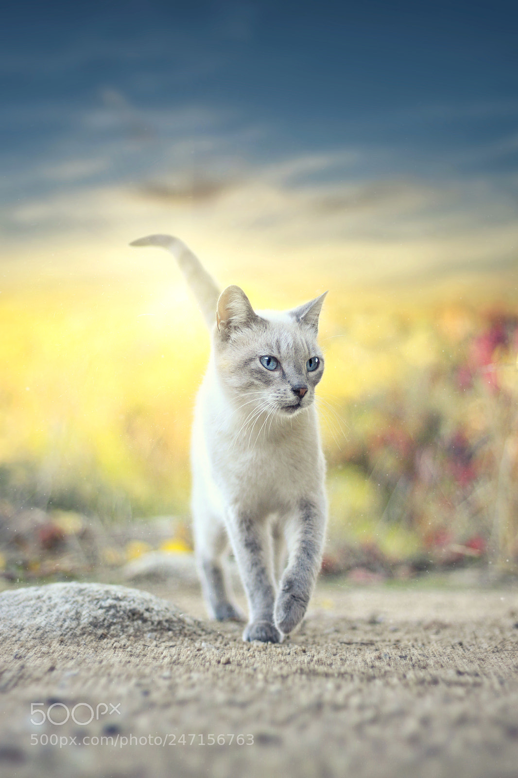 Canon EOS 500D (EOS Rebel T1i / EOS Kiss X3) sample photo. Siamese cat walking photography