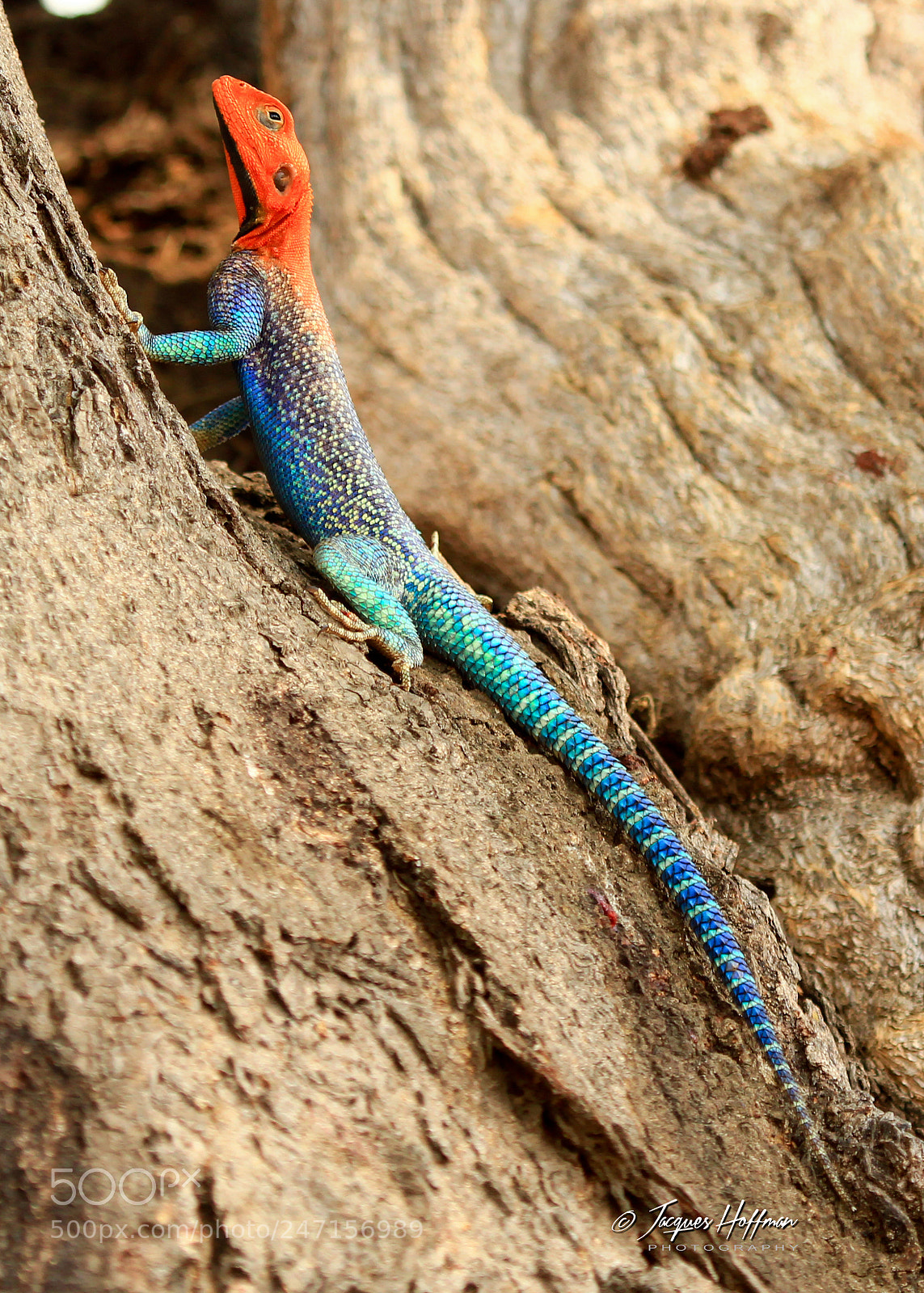 Canon EOS 600D (Rebel EOS T3i / EOS Kiss X5) sample photo. Red headed agama photography