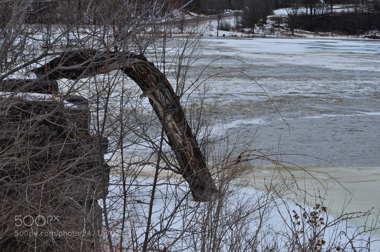Nikon D5000 sample photo. Survivor photography
