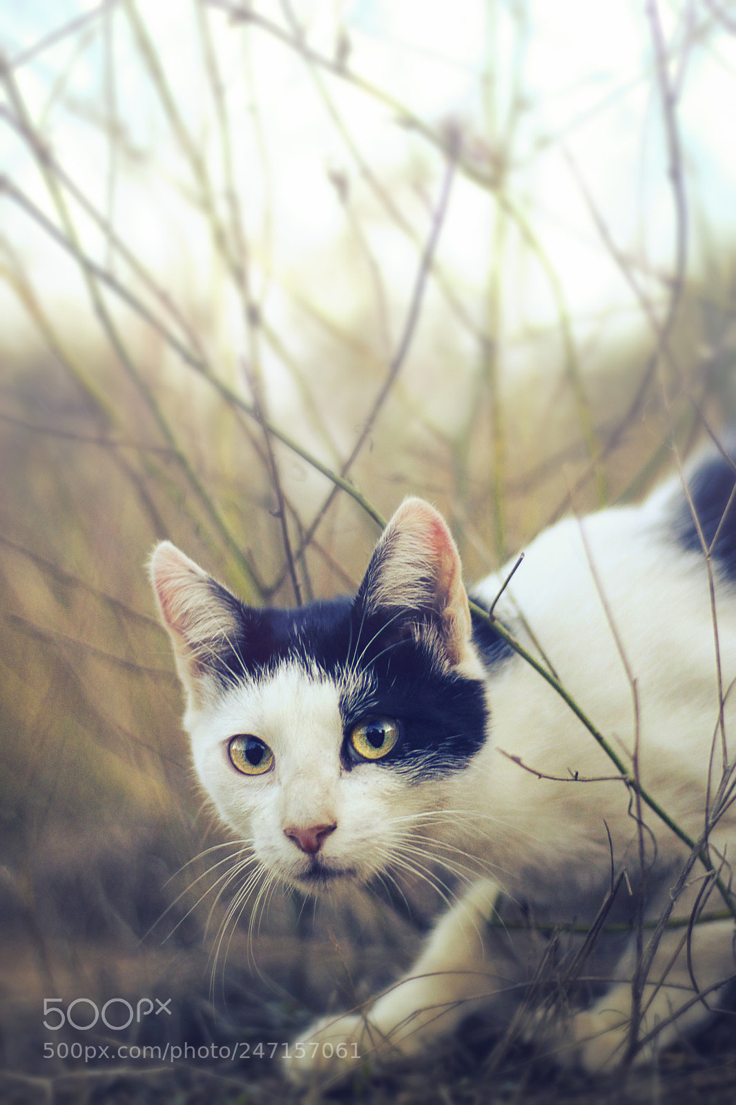 Canon EOS 500D (EOS Rebel T1i / EOS Kiss X3) sample photo. Gato en la niebla photography