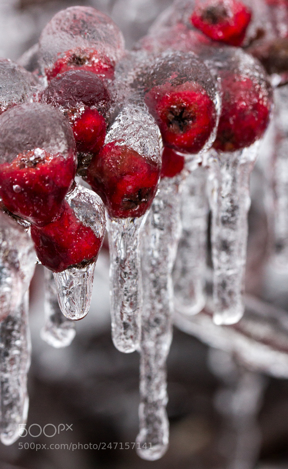 Canon EOS 60D sample photo. Frozen photography