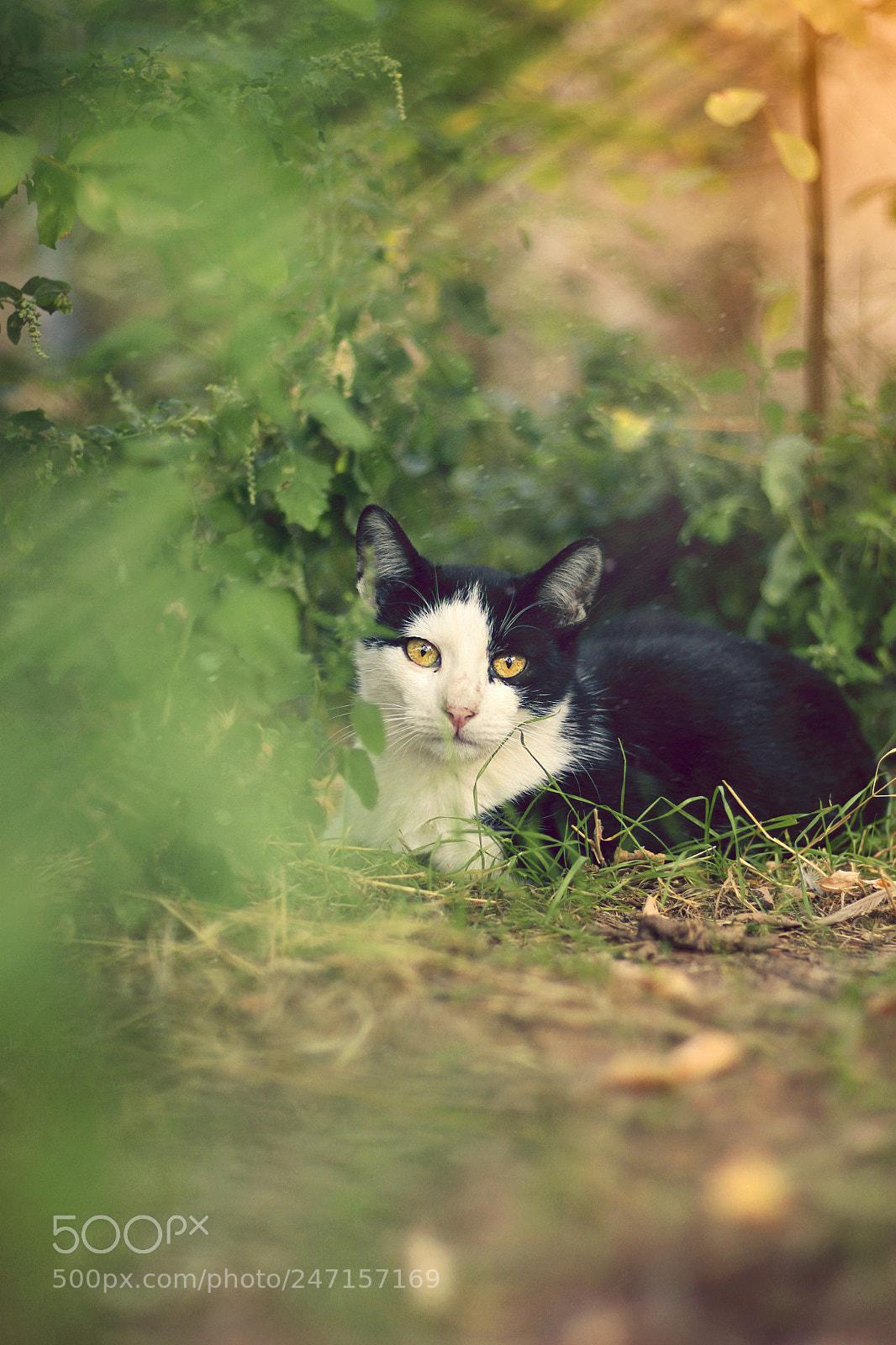 Canon EOS 500D (EOS Rebel T1i / EOS Kiss X3) sample photo. Gato en la hierba photography