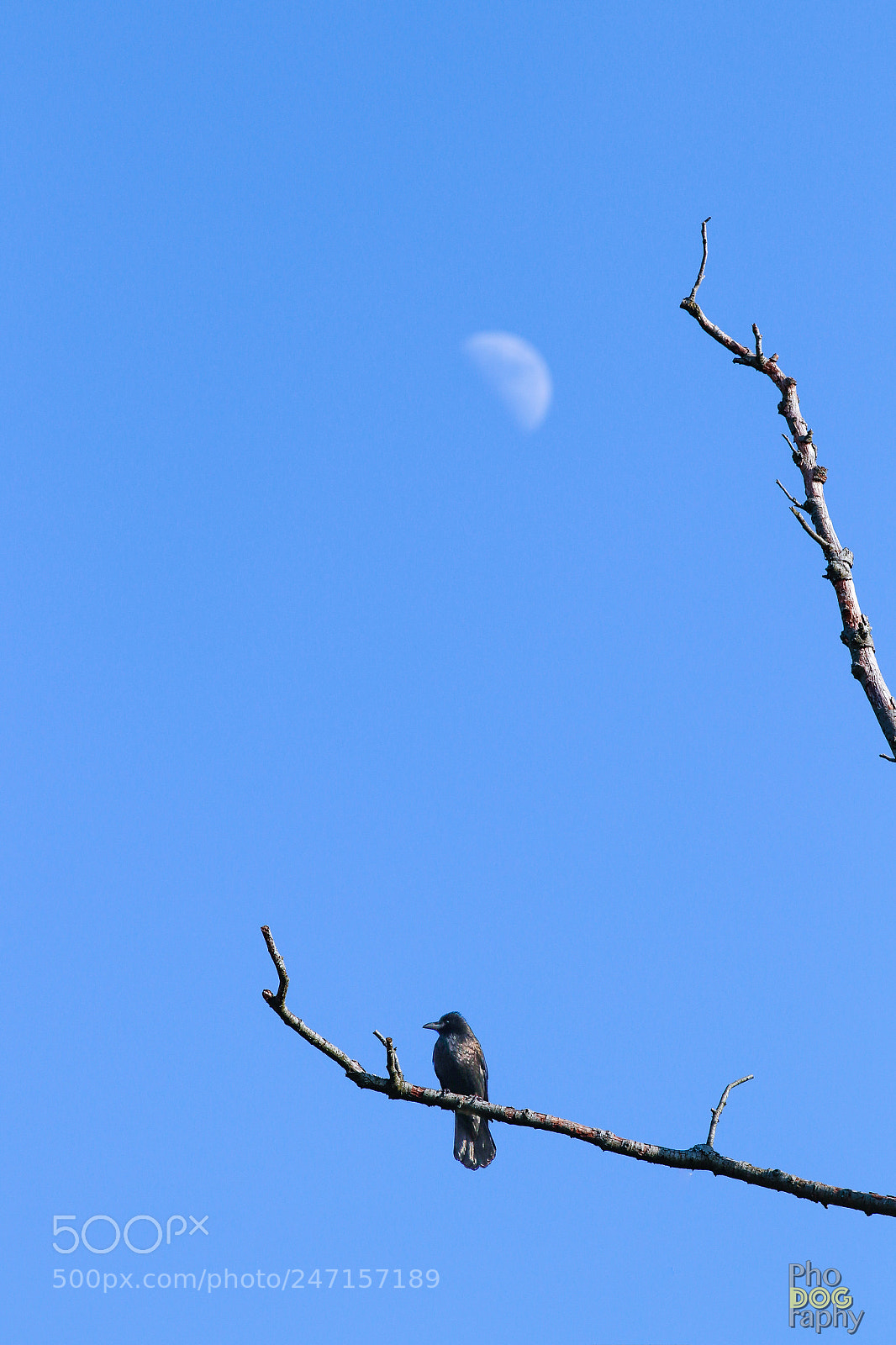 Canon EOS 80D sample photo. Moonbird photography