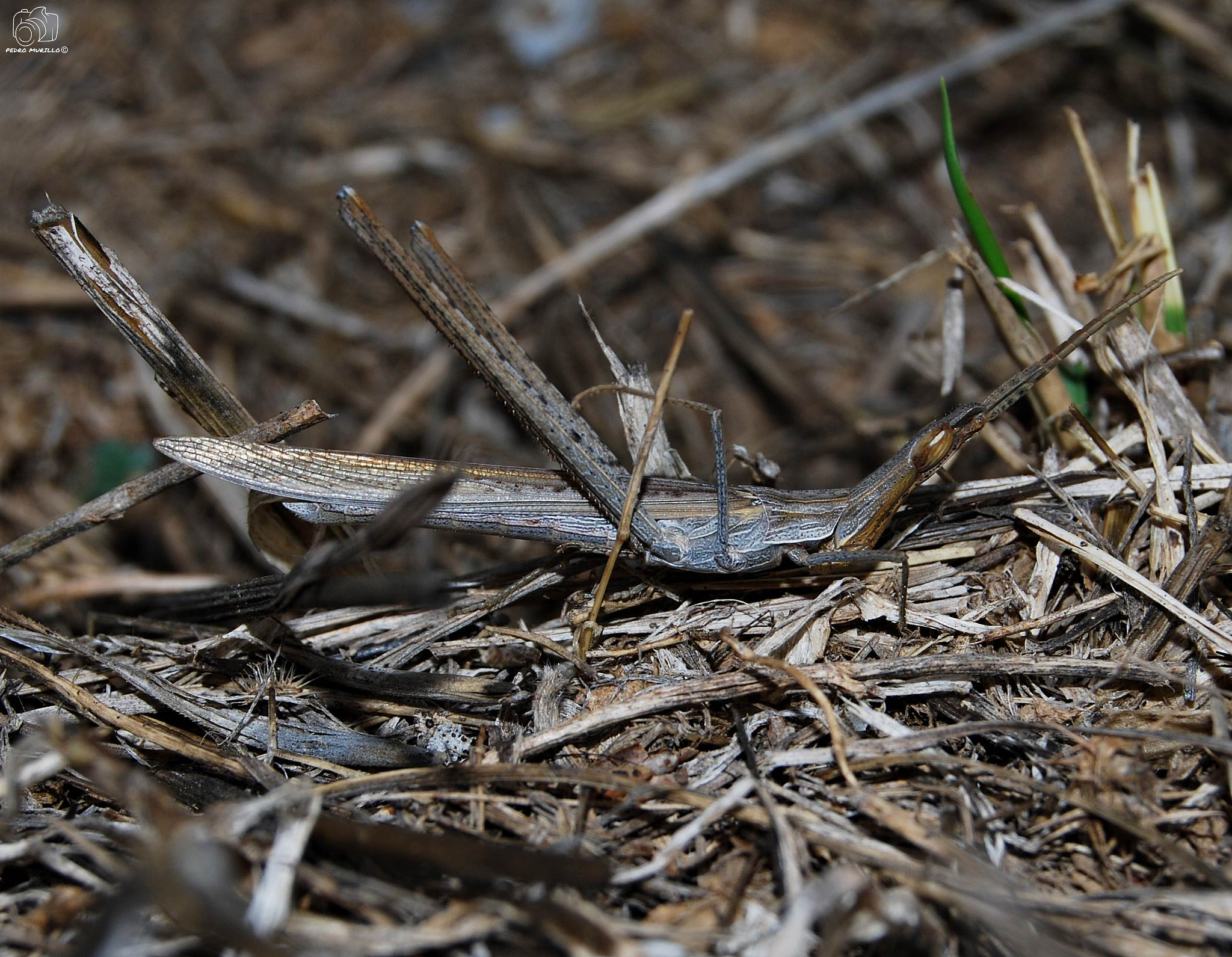 Nikon D60 sample photo